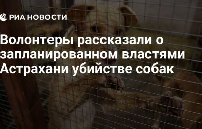 Волонтеры рассказали о запланированном властями Астрахани убийстве собак