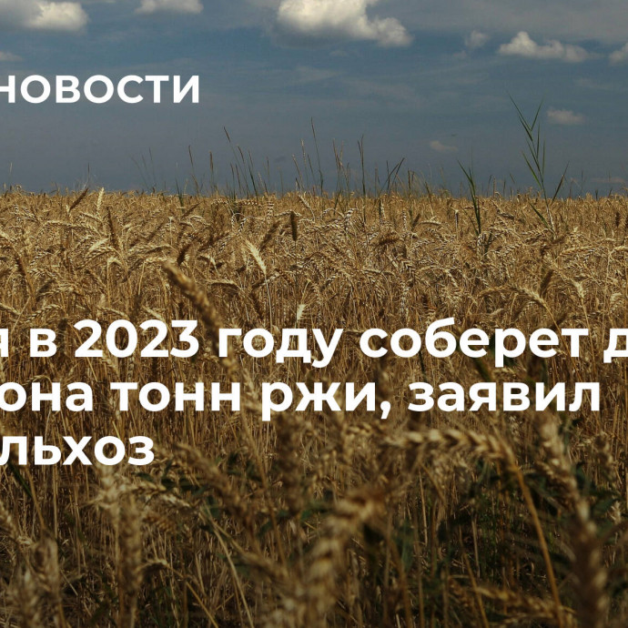 Россия в 2023 году соберет два миллиона тонн ржи, заявил Минсельхоз